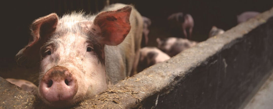 Difference Entre Cochon Et Porc