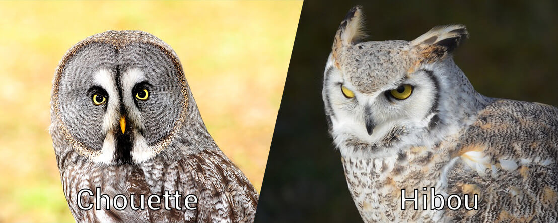 Differenza Tra Hibou E Chouette ERPM